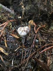 Cortinarius anomalus