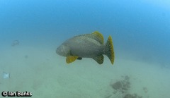 Epinephelus lanceolatus