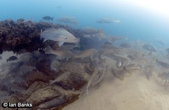 Argyrosomus japonicus