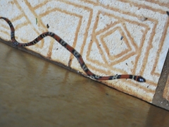 Oxyrhopus guibei