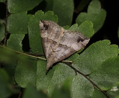 Dichromia occatus