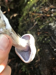 Cortinarius anomalus