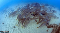 Argyrosomus japonicus