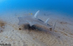 Rhynchobatus australiae