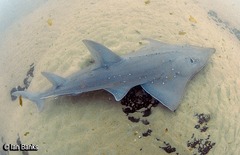 Rhynchobatus australiae