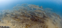 Argyrosomus japonicus