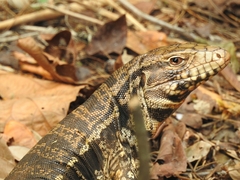 Salvator merianae