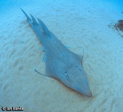 Rhynchobatus australiae