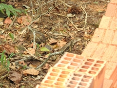 Salvator merianae