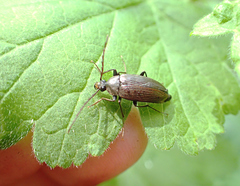 Capnochroa fuliginosa