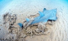 Rhynchobatus australiae