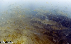 Argyrosomus japonicus