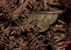 Entomogramma fautrix