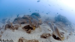 Argyrosomus japonicus