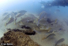 Argyrosomus japonicus