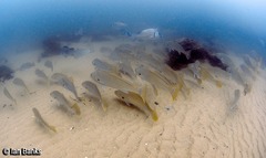 Argyrosomus japonicus