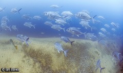Caranx ignobilis