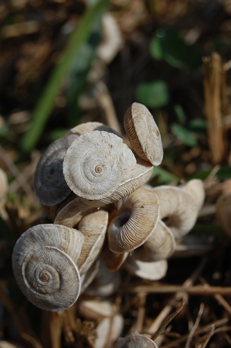 Eastern Heath Snail