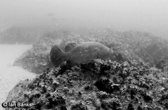 Epinephelus lanceolatus