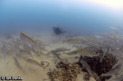 Argyrosomus japonicus