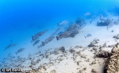 Lutjanus argentimaculatus