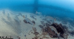 Argyrosomus japonicus