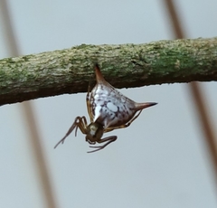 Micrathena peregrinatorum
