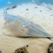 Giant Guitarfish - Photo (c) Ian Banks, some rights reserved (CC BY-NC), uploaded by Ian Banks