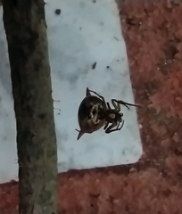 Micrathena peregrinatorum