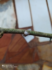 Micrathena peregrinatorum