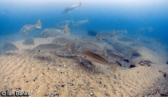 Argyrosomus japonicus