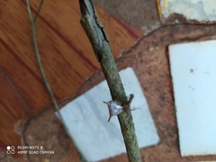 Micrathena peregrinatorum