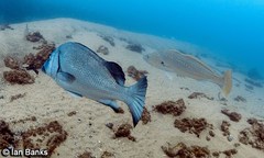 Plectorhinchus gibbosus