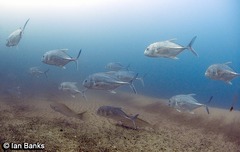 Caranx ignobilis