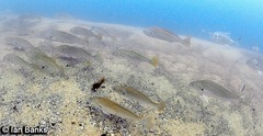 Argyrosomus japonicus