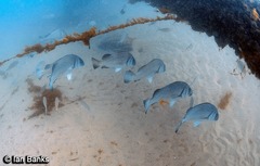 Plectorhinchus gibbosus