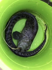 Anarrhichthys ocellatus