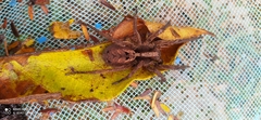 Lycosidae