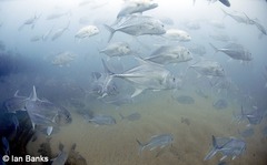 Caranx ignobilis