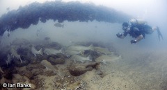 Argyrosomus japonicus
