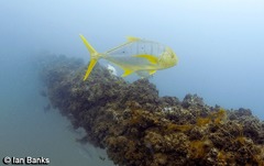 Gnathanodon speciosus