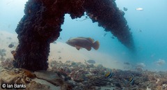 Epinephelus lanceolatus