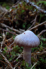Cortinarius anomalus