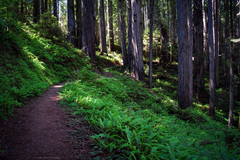 Cortinarius anomalus