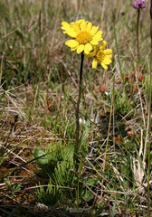 Tephroseris integrifolia atropurpurea