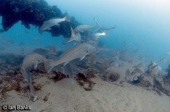 Argyrosomus japonicus
