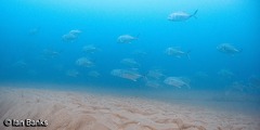 Caranx ignobilis