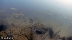Argyrosomus japonicus