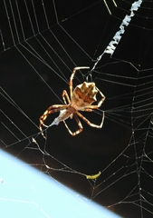 Argiope argentata