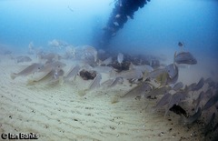 Argyrosomus japonicus